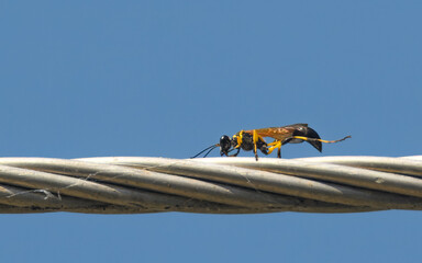 striking black and yellow wasp seen in the cultivated plains of Pakistan. Known for its bold warning colors, this insect plays a key role in pest control and ecosystem balance