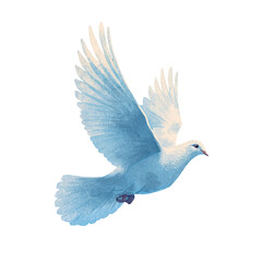 Obraz premium A light blue dove in flight