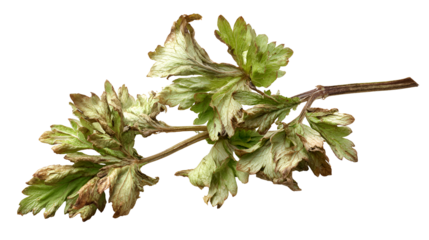 Dried Parsley Sprig Closeup Botanical Study