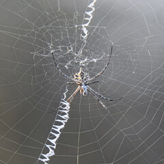 Argiope lobata, the lobed argiope spider, is a boldly patterned orb-weaver found in Pakistan. Known for its zigzag web and dramatic appearance, it plays a key role in insect population control