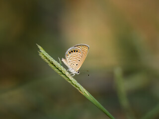 Freyeria putli Eastern Oriental Small Grass Jewel, is one of the smallest butterflies in the world. Found in open grassy habitats, often puddling or resting low. Tiny but strikingly patterned
