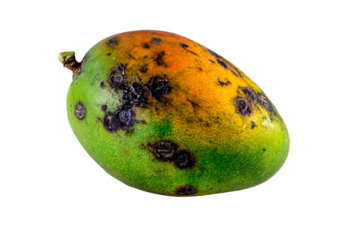 a mango with a green and yellow leaf on it