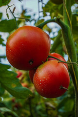 Tomato plants that look fresh and ready to harvest, Fresh bunch of red natural tomatoes in organic vegetable garden. A closeup shot of a series of tomatoes on a tree in a greenhouse, Ripe red tomatoes