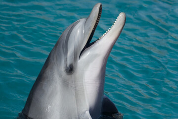 a dolphin is asking to be fed