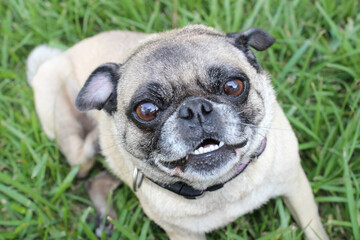 a dog is playing happily on a lawn