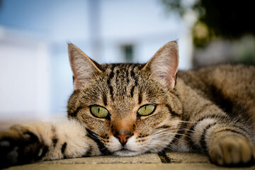 a tabby cat resting