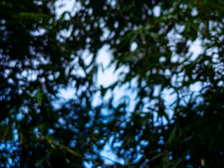 Blurred background bokeh from Nature Tree Leaves foliage in forest garden.