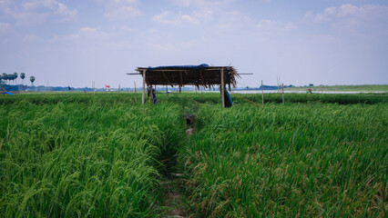 Rural Field With Wooden Shelter And Workers