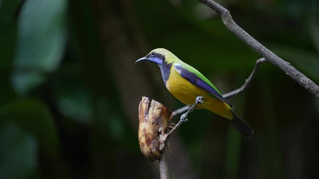 Blue-winged Leafbird ( Chloropsis cochinchinensis) male bird on a branch