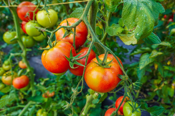 Tomato plants that look fresh and ready to harvest, Fresh bunch of red natural tomatoes in organic...