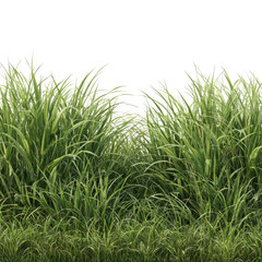Obraz premium Lush green grass field