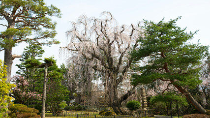 Cerasus itosakura or called it weeping cherry tree in Hirosaki park