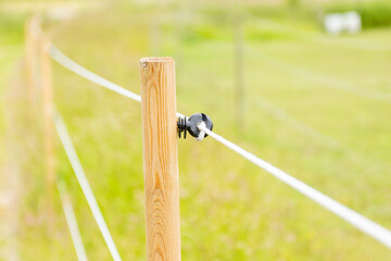 Fence and electric wire
