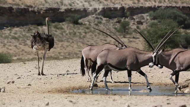 South African Oryx and ostrich couple sharing waterhole in Kgalagadi transfrontier park, South Africa ; specie Oryx gazella family of Bovidae