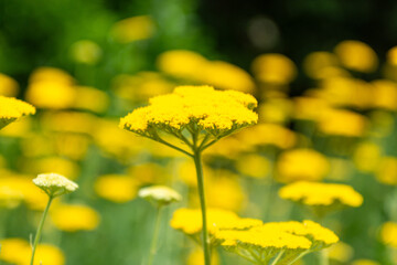 field of yellow flowers