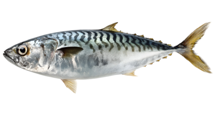 Atlantic Mackerel Fish Seafood Ocean Wildlife Animal Aquatic Life