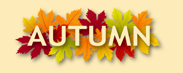 Fototapeta premium Beautiful autumn leaves for background. Autumn poster with colorful leaves. Autumn sale background with beautiful leaves. Vector illustration for design.