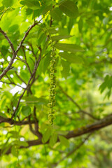 green leaves of a tree