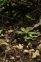 salamander tree in the forest