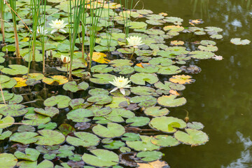water lilies in the pond