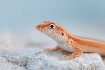 Obraz premium delicate minimalistic photo capturing essence of small animal in its natural setting is needed