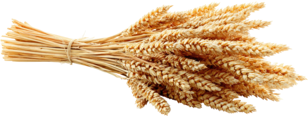 Bunches of light brown wheat stalks