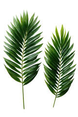 Two vibrant green palm fronds, sharply detailed, against a black background