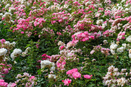 pink and white flowers
