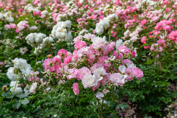 pink and white flowers