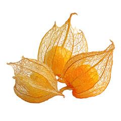 Golden Physalis Lanterns Nature Still Life Autumn Colors Dried Fruit