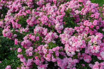 pink and white flowers