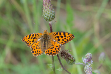Kleiner Perlmuttfalter (issoria lathonia)