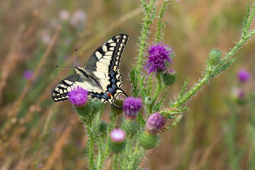 Schwalbenschwanz (papilio machaon) in einem Distelfeld