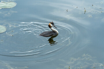 Wild duck or crested grebe of swims in the river. On head bird podiceps cristatus of two dark tufts of feathers and red neck. Birdlife in wild nature. Crested waterbird close-up.
