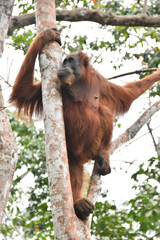 Obraz premium Oranguntan Jungle 