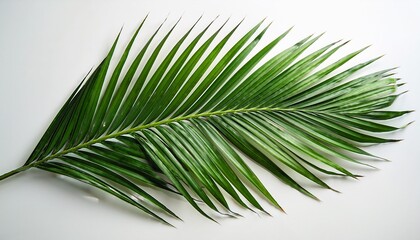 Obraz premium vibrant green palm frond illustration on white background