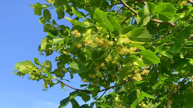 Leaves and flowers of the linden tree (Tilia spp)