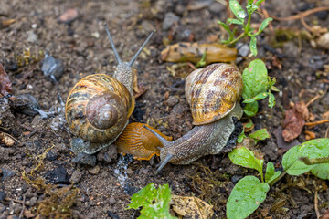 a group of hungry brown roman snails and a spanish slug on their way to green leafs
