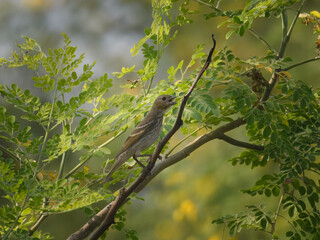 Common Rosefinch Carpodacus erythrinus juvenile non breeding
An erratic migrant through many regions of Pakistan
