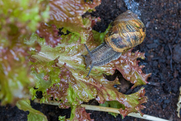 top view a big brown Roman snail on fresh green salad leaf 