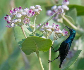 Purple Sunbird Cinnyris asiaticus feeding on Calotropis procera indus river arid deserts sandy dunes