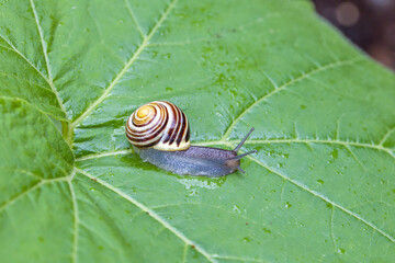 Lateral close-up view of a brown and yellow striped garden banded snail on a wet large green pumpkin leaf