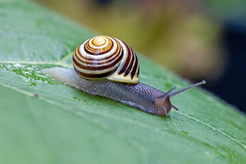 Lateral close-up view of a brown and yellow striped garden banded snail on a wet large green pumpkin leaf