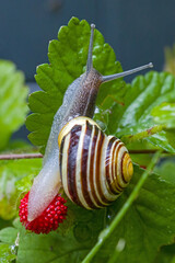 Close-up view of a brown and yellow striped garden banded snail on red ripe indian strawberry