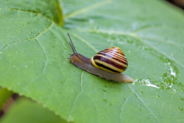 Lateral close-up view of a brown and yellow striped garden banded snail on a wet large green pumpkin leaf