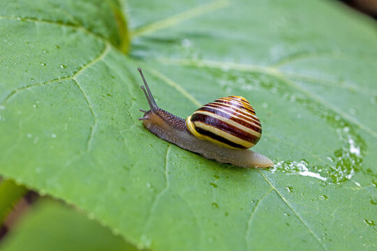 Lateral close-up view of a brown and yellow striped garden banded snail on a wet large green pumpkin leaf