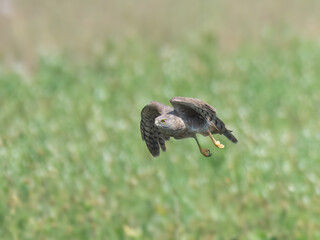 Shikra Accipiter badius
Agile hunter darts through trees, bushes, snatches birds and rodents. Common falconry bird in Pakistan

