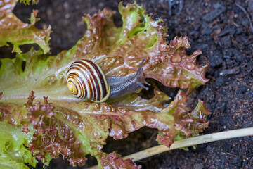 Close-up view of a brown and yellow striped garden banded snail on a lettuce leaf
