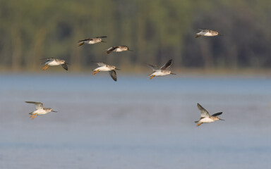 Terek sandpiper Xenus cinereus flight flying fly migration indus river

weirdly proportioned wader shorebird large upcurved bill, white tailing edge to wings migratory, usually to coastal areas
