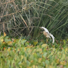 Indian Pond Heron Ardeola grayii breeding plumage  wetland bird Pakistan marshes paddyfields patient hunter South Asia wildlife nature photography birding conservation biodiversity